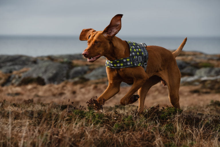 AnimalstoreXL Hurtta Go harnas voor honden