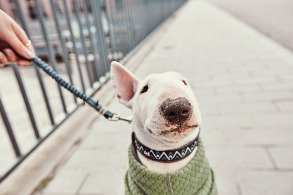 AnimalstoreXL Hurtta Collar Razzle Dazzle Blackberry 25-35cm