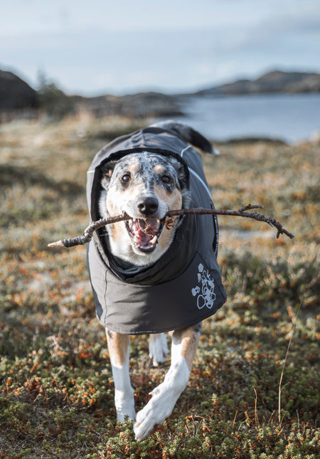 AnimalstoreXL Hurtta Extreme Warmer Blackberry