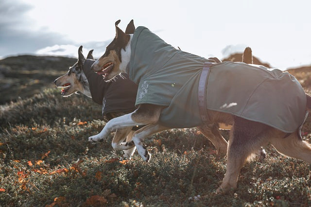 AnimalstoreXL Hurtta Extreme Warmer Blackberry