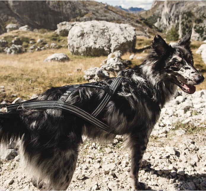 AnimalstoreXL Hurtta hondentuig X-Sport zwart