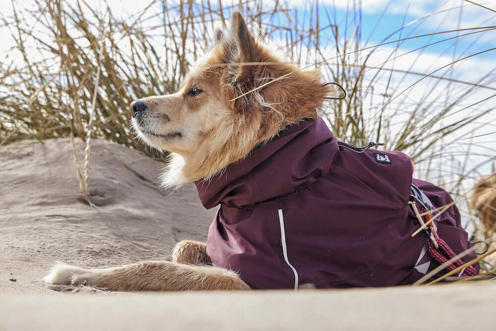 AnimalstoreXL Hurtta Mudventure Coat Eco Eggplant 25cm