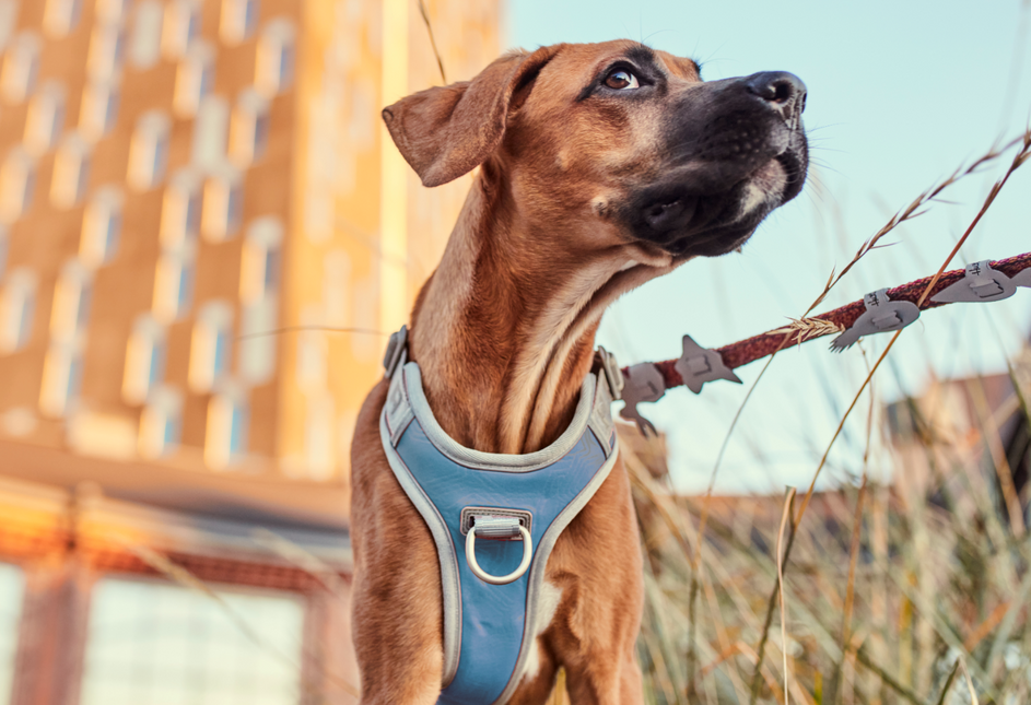 AnimalstoreXL Hurtta Venture No-Pull harnas Bilberry