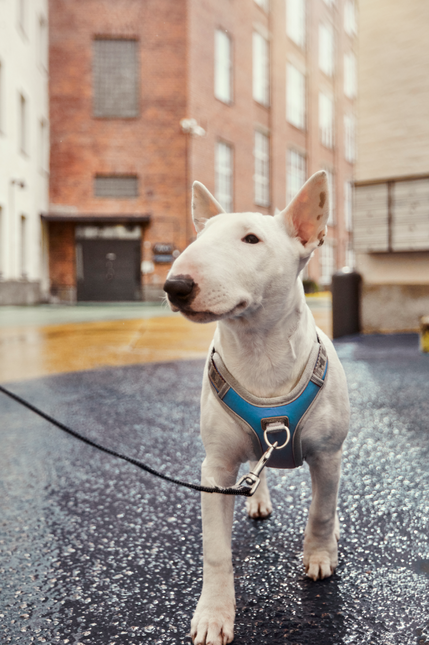 AnimalstoreXL Hurtta Venture No-Pull harnas Bilberry