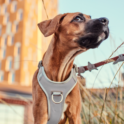 AnimalstoreXL Hurtta Venture no-pull harnas Shadow