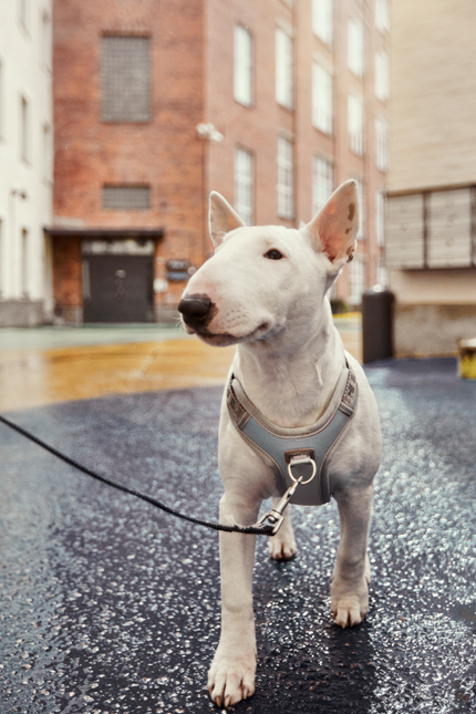 AnimalstoreXL Hurtta Venture no-pull harnas Shadow