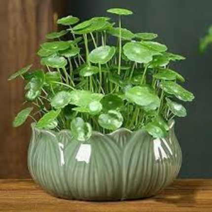 Hydrocotyle Verticillata (water beak)