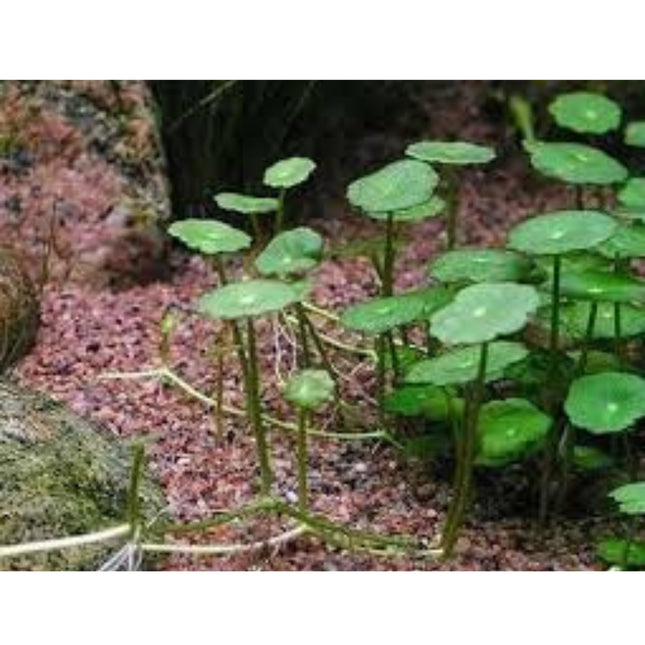 Hydrocotyle Verticillata (water beak)