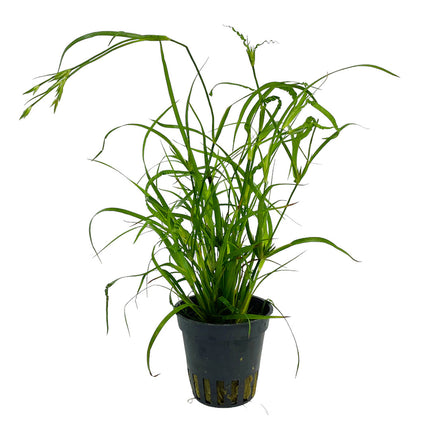 AnimalstoreXL Juncus repens
