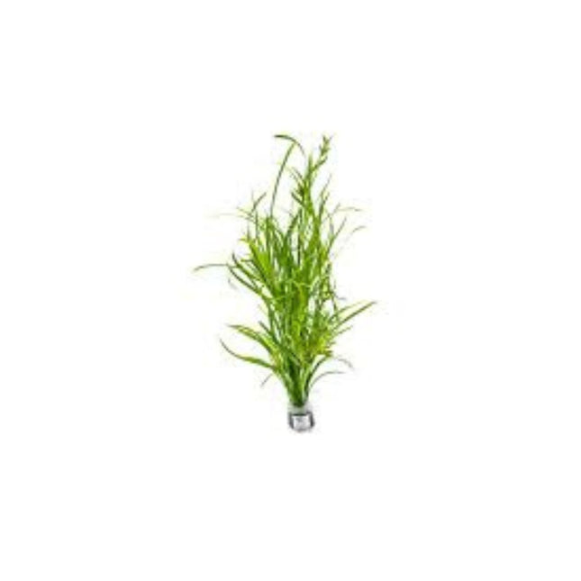 Juncus Repens