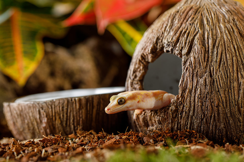 AnimalstoreXL Kokosgrot En Waterbak