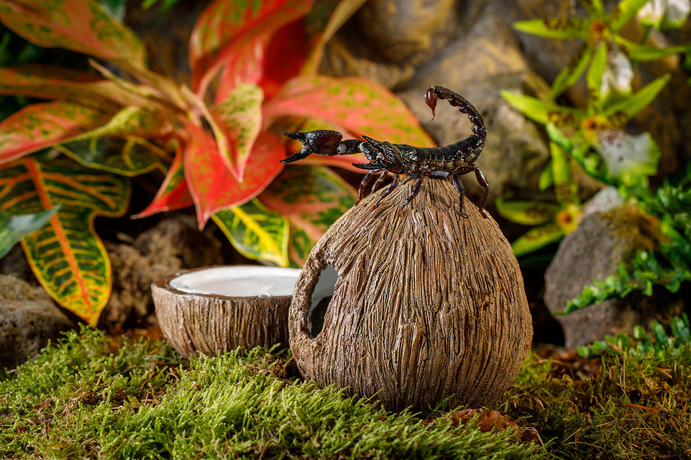 AnimalstoreXL Kokosgrot En Waterbak