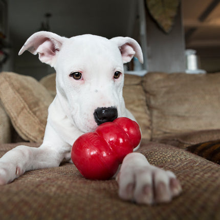 AnimalstoreXL Kong Classic Rubber Rood