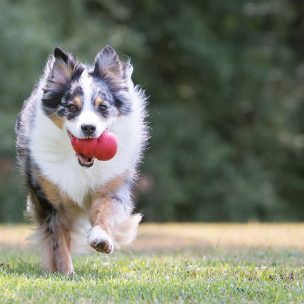 AnimalstoreXL Kong Classic Rubber Rood