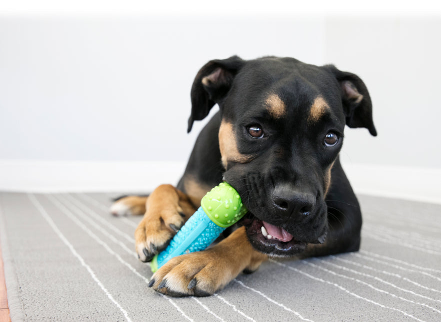 AnimalstoreXL Kong Corestrength Bone Medium Large