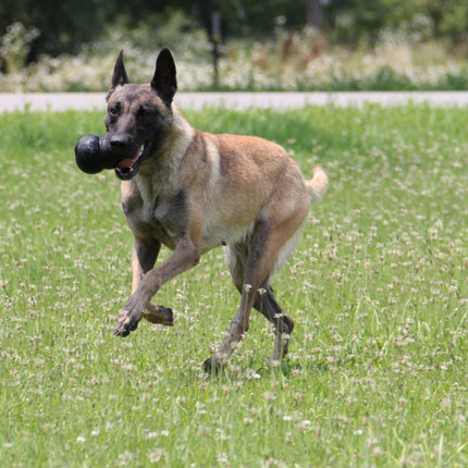 AnimalstoreXL Kong Extreme Rubber Zwart Small