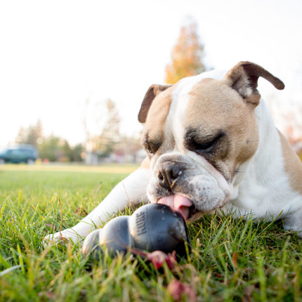 AnimalstoreXL Kong Extreme Rubber Zwart Small