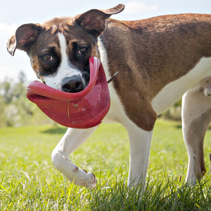 AnimalstoreXL Kong Flyer Rubber 22.5cm