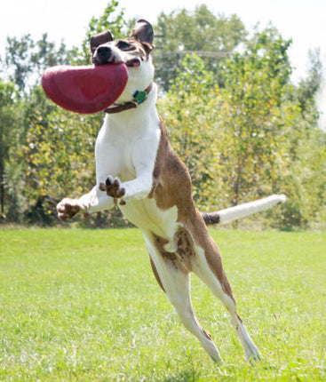 AnimalstoreXL Kong Flyer Rubber 22.5cm