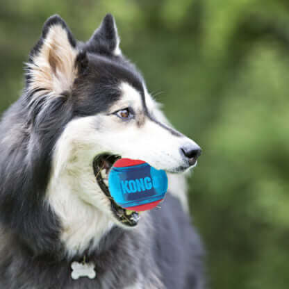 AnimalstoreXL Kong Squeez Action Red Medium Kaart 3 stuks