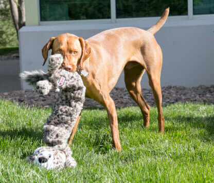 AnimalstoreXL Kong Stretchezz Jumbo Snow Leopard