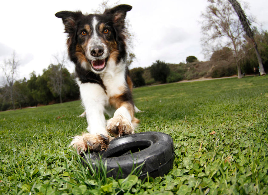 AnimalstoreXL Kong Traxx Zwart Medium Large 11cm