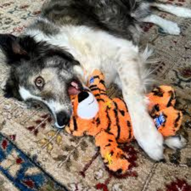 Kong Wildknots Tiger Medium Large