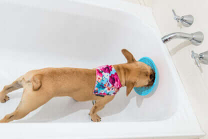 AnimalstoreXL Lickimat Likmat Splash Turquoise 19cm