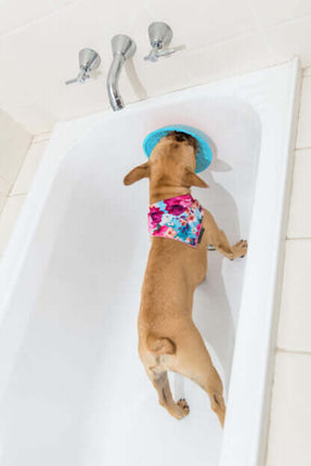 AnimalstoreXL Lickimat Likmat Splash Turquoise 19cm