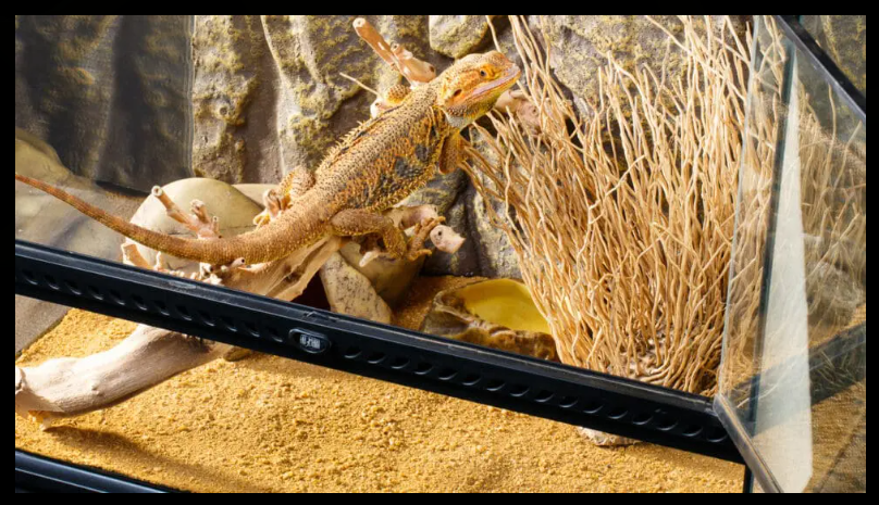 AnimalstoreXL Luipaardgekko Startpakket