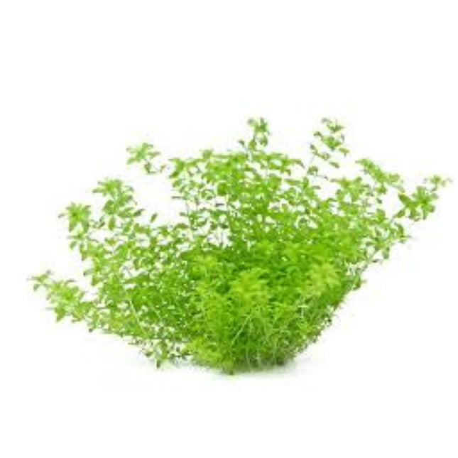 Micranthemum Tweediei On Mat