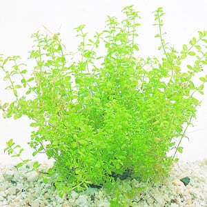 AnimalstoreXL Micranthemum tweediei op matje