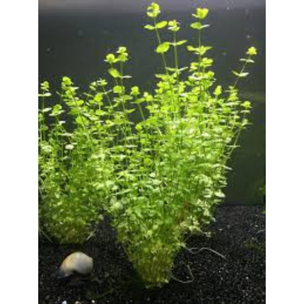 Micranthemum Tweediei On Mat