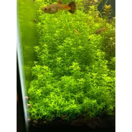 Micranthemum Tweediei On Mat