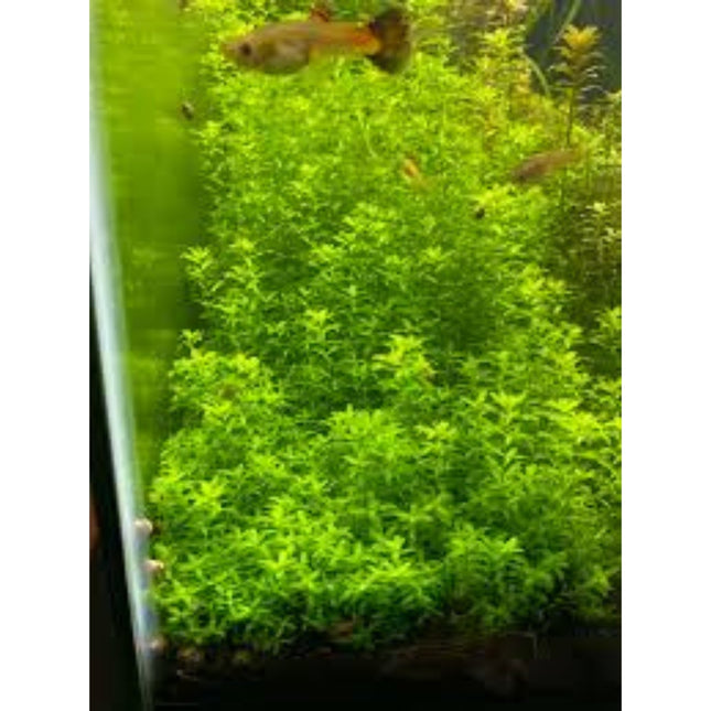 Micranthemum Tweediei On Mat