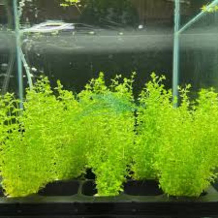 Micranthemum Tweediei On Mat