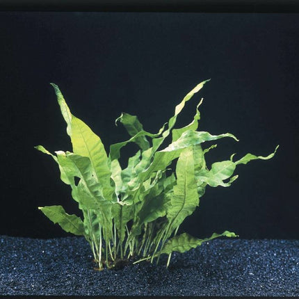 AnimalstoreXL Microsorium Pteropus