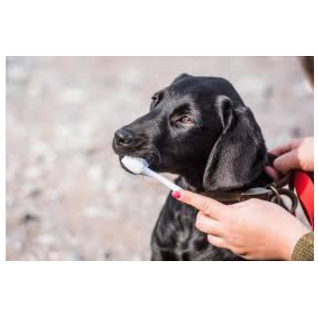 Mikki Double Tooth Brush White