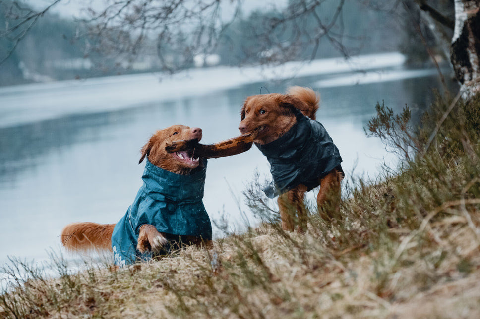 AnimalstoreXL Monsoon Coat Blackberry 65cm