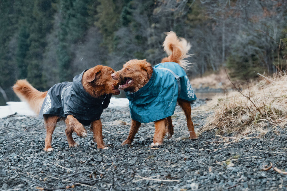 AnimalstoreXL Monsoon Coat Blackberry 65cm