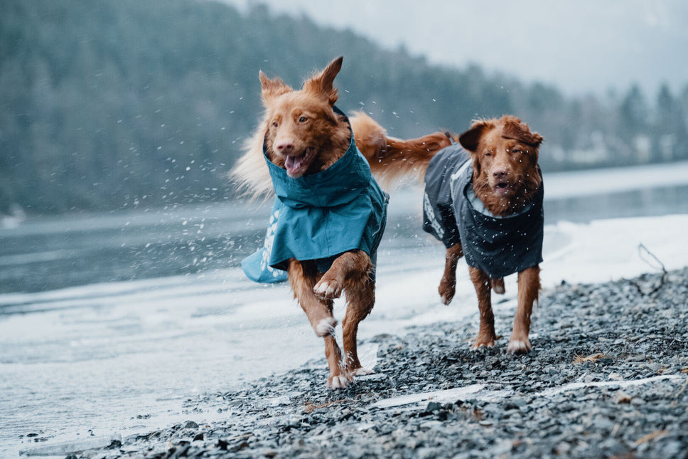 AnimalstoreXL Monsoon Coat Blackberry 65cm