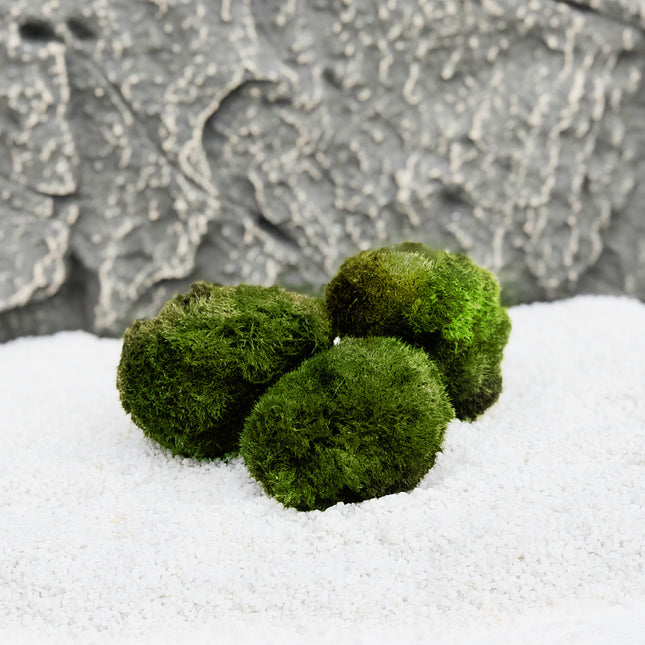 AnimalstoreXL Mosbol Chladoflora M 3-4cm