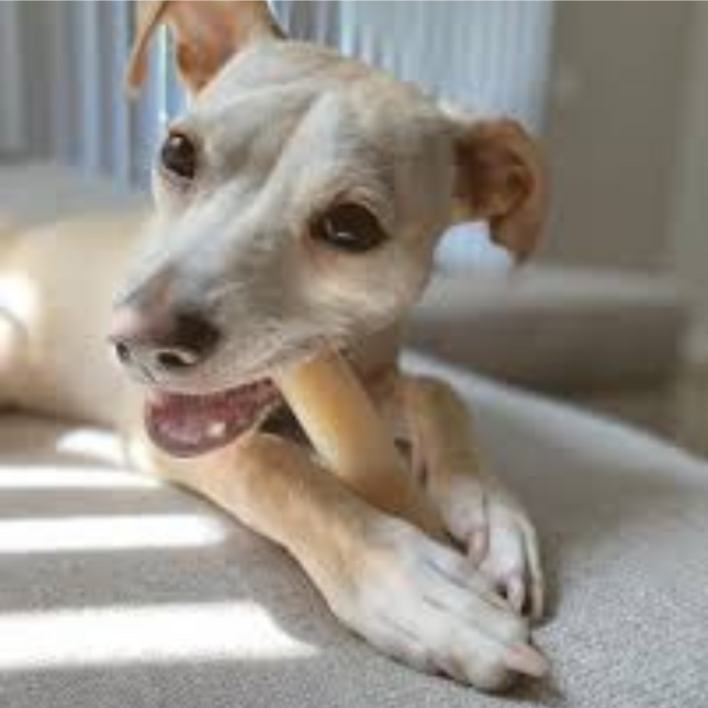 Nylabone Bot Peanutbutter NPB 102