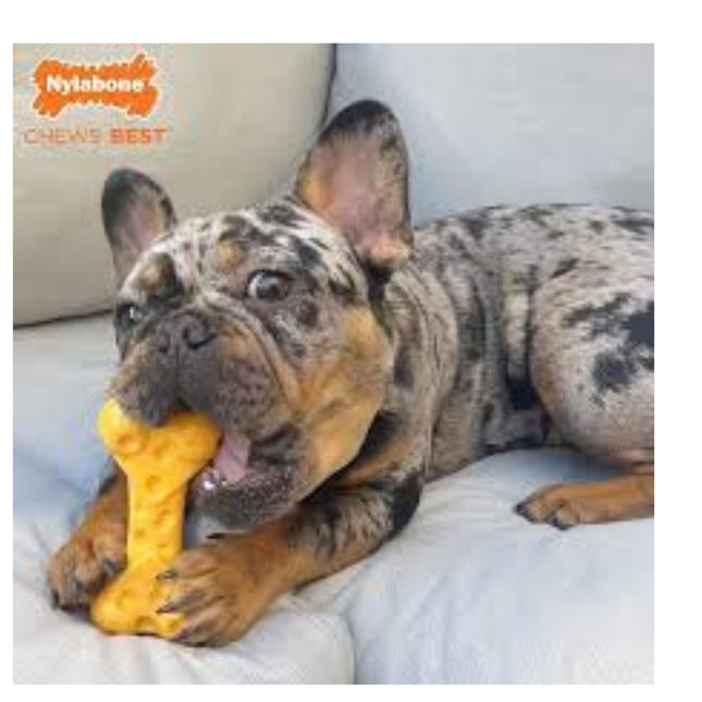 Nylabone Cheese Bone