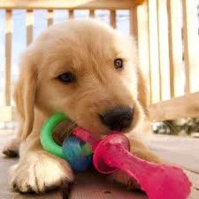 Nylabone Puppy Chew Teething Pacifer