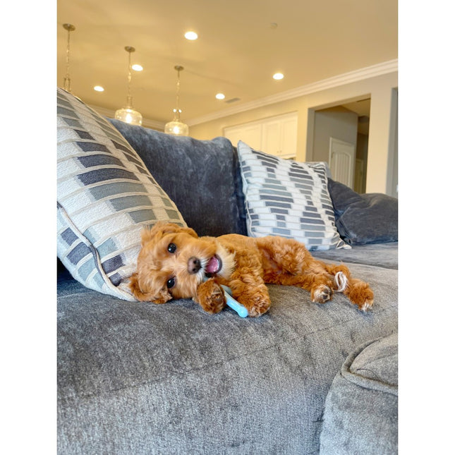 Nylabone Puppy Dental Wishbone XS Chicken Blue