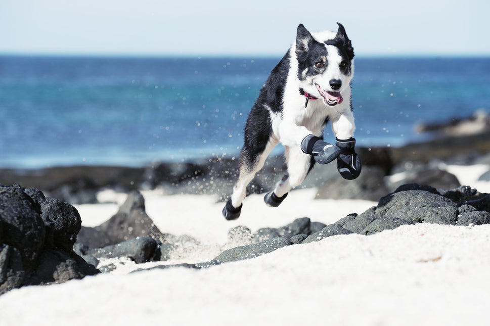 AnimalstoreXL Outbackboots Zwart S Pak a 2 stuks