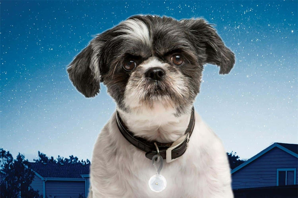 Pet Lit Collar Lamp