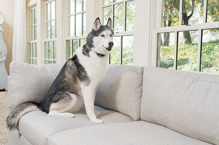 Petsafe Antiblafband