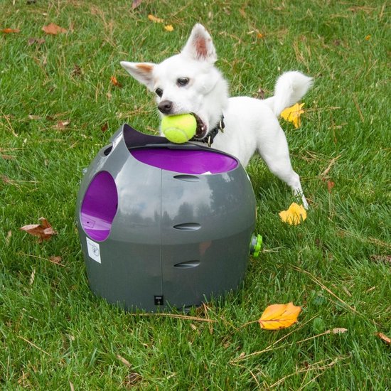 AnimalstoreXL Petsafe Automatic Ball Launcher